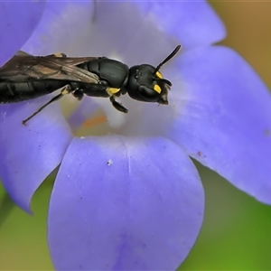 Hylaeus (Planihylaeus) quadriceps at Higgins, ACT - 7 Dec 2024