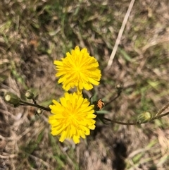 Picris angustifolia (Mountain Picris) at Googong, NSW - 9 Dec 2024 by rainer