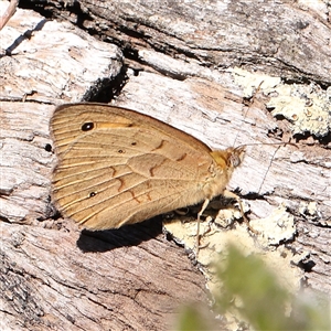 Heteronympha merope (Common Brown Butterfly) at Gundaroo, NSW by ConBoekel