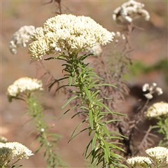 Cassinia aculeata subsp. aculeata (Dolly Bush, Common Cassinia, Dogwood) at Gundaroo, NSW - 7 Dec 2024 by ConBoekel