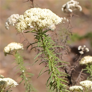 Cassinia aculeata subsp. aculeata (Dolly Bush, Common Cassinia, Dogwood) at Gundaroo, NSW by ConBoekel