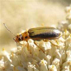 Unidentified Leaf beetle (Chrysomelidae) at Gundaroo, NSW - 7 Dec 2024 by ConBoekel