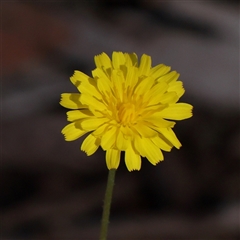 Crepis capillaris (Smooth Hawksbeard) at Gundaroo, NSW - 8 Dec 2024 by ConBoekel