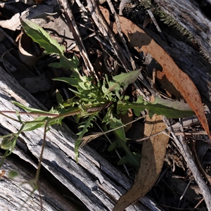 Crepis capillaris at Gundaroo, NSW - 8 Dec 2024 10:12 AM