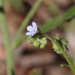 Cynoglossum australe at Gundaroo, NSW - 8 Dec 2024 10:09 AM