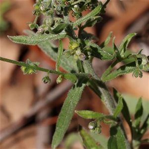 Cynoglossum australe at Gundaroo, NSW - 8 Dec 2024 10:09 AM