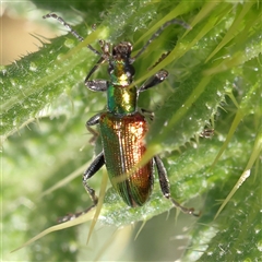 Unidentified Beetle (Coleoptera) at Gundaroo, NSW - 7 Dec 2024 by ConBoekel