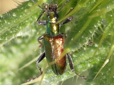 Lepturidea viridis (Green comb-clawed beetle) at Gundaroo, NSW - 8 Dec 2024 by ConBoekel