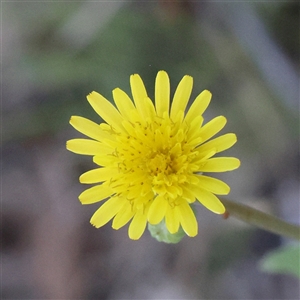 Sonchus oleraceus (Annual Sowthistle) at Gundaroo, NSW by ConBoekel