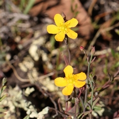 Hypericum gramineum (Small St Johns Wort) at Gundaroo, NSW - 8 Dec 2024 by ConBoekel