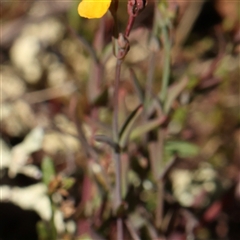 Hypericum gramineum at Gundaroo, NSW - 8 Dec 2024 10:02 AM