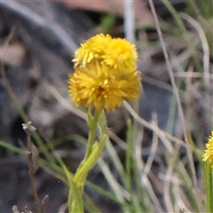 Chrysocephalum apiculatum (Common Everlasting) at Gundaroo, NSW - 8 Dec 2024 by ConBoekel