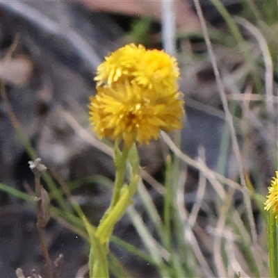 Chrysocephalum apiculatum (Common Everlasting) at Gundaroo, NSW - 7 Dec 2024 by ConBoekel