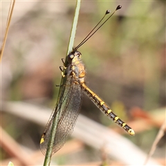 Suhpalacsa flavipes (Yellow Owlfly) at Gundaroo, NSW - 8 Dec 2024 by ConBoekel