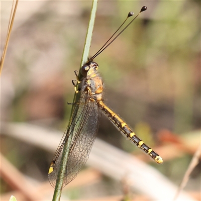 Unidentified Insect at Gundaroo, NSW - 7 Dec 2024 by ConBoekel