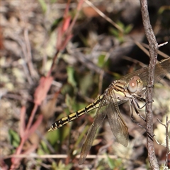 Orthetrum caledonicum (Blue Skimmer) at Gundaroo, NSW - 8 Dec 2024 by ConBoekel