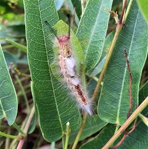 Orgyia anartoides (Painted Apple Moth) at Hackett, ACT by waltraud