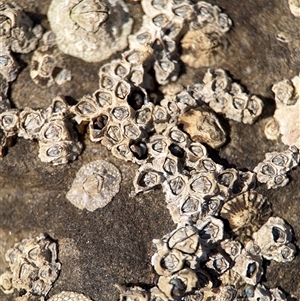 Chamaesipho tasmanica (Honeycomb Barnacle) at Green Cape, NSW by Hejor1