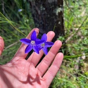 Wahlenbergia sp. (Bluebell) at Harolds Cross, NSW by courtneyb