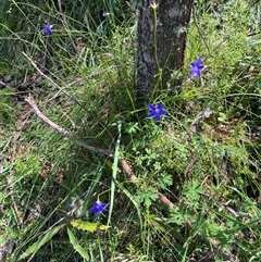 Wahlenbergia sp. at Harolds Cross, NSW - 8 Dec 2024 11:03 AM