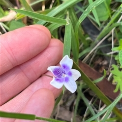 Viola hederacea (Ivy-leaved Violet) at Harolds Cross, NSW - 8 Dec 2024 by courtneyb