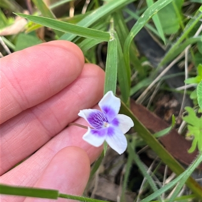 Viola hederacea (Ivy-leaved Violet) at Harolds Cross, NSW - 8 Dec 2024 by courtneyb