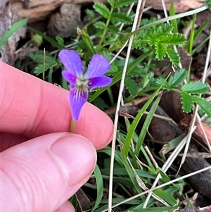 Viola betonicifolia subsp. betonicifolia (Arrow-Leaved Violet) at Harolds Cross, NSW by courtneyb