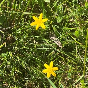 Hypoxis hygrometrica at Harolds Cross, NSW - 8 Dec 2024