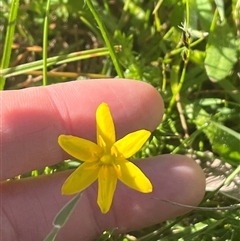 Hypoxis hygrometrica at Harolds Cross, NSW - 8 Dec 2024