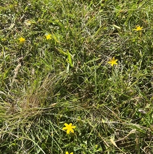 Hypoxis hygrometrica at Harolds Cross, NSW - 8 Dec 2024