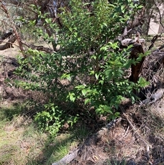 Ligustrum lucidum (Large-leaved Privet) at Hackett, ACT - 8 Dec 2024 by waltraud