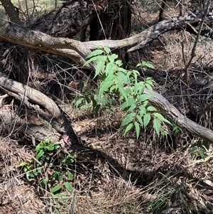 Celtis australis at Hackett, ACT - 8 Dec 2024 10:45 AM