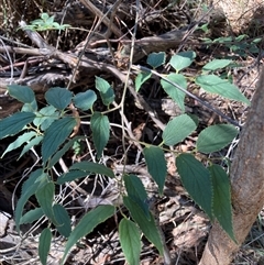 Celtis australis at Hackett, ACT - 8 Dec 2024 10:45 AM