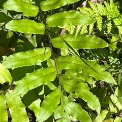 Blechnum nudum (Fishbone Water Fern) at Harolds Cross, NSW - 8 Dec 2024 by courtneyb