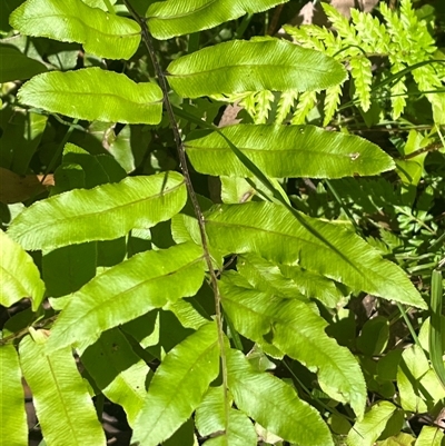 Blechnum nudum at Harolds Cross, NSW - 7 Dec 2024 by courtneyb