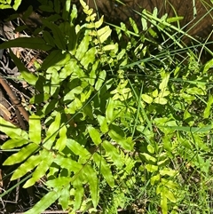 Blechnum nudum at Harolds Cross, NSW - 8 Dec 2024