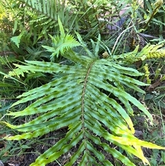 Blechnum nudum at Harolds Cross, NSW - 7 Dec 2024 by courtneyb