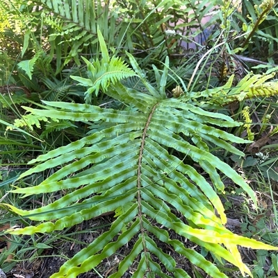 Blechnum sp. (A Hard Fern) at Harolds Cross, NSW - 8 Dec 2024 by courtneyb
