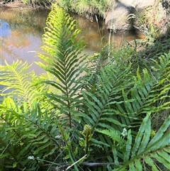 Blechnum sp. at Harolds Cross, NSW - 8 Dec 2024