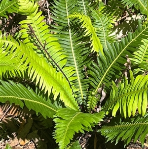 Blechnum nudum at Harolds Cross, NSW - 8 Dec 2024