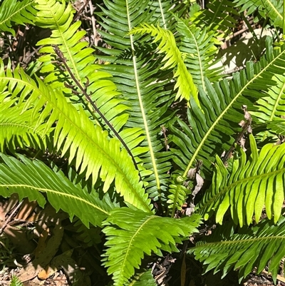 Blechnum nudum at Harolds Cross, NSW - 7 Dec 2024 by courtneyb