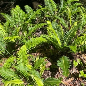 Blechnum nudum at Harolds Cross, NSW - 8 Dec 2024