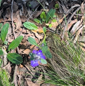 Ajuga australis at Harolds Cross, NSW - 8 Dec 2024