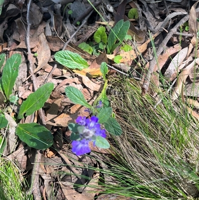 Ajuga australis at Harolds Cross, NSW - 7 Dec 2024 by courtneyb