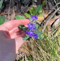 Ajuga australis at Harolds Cross, NSW - 8 Dec 2024