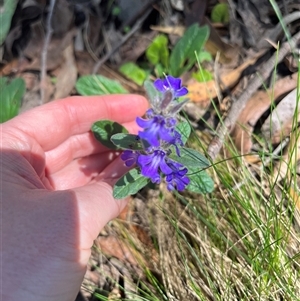 Ajuga australis at Harolds Cross, NSW - 8 Dec 2024