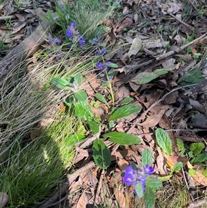 Ajuga australis at Harolds Cross, NSW - 8 Dec 2024