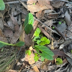 Ajuga australis at Harolds Cross, NSW - 8 Dec 2024