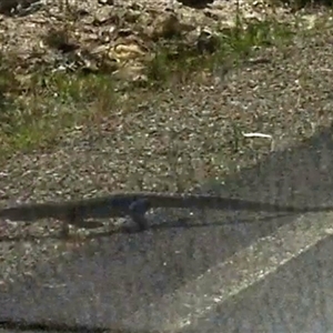 Varanus rosenbergi at Oallen, NSW - 8 Dec 2024