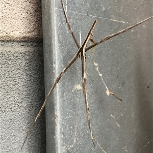 Asianopis subrufa (Rufous net-casting spider) at Acton, ACT by PeterR